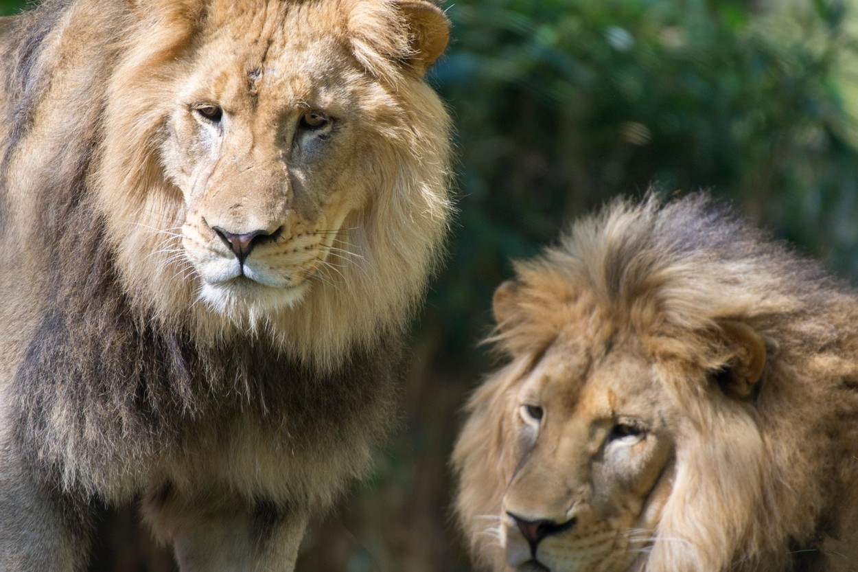 Noi descoperiri alarmante despre Covid-19: Virusul e transmisibil între specii. Mai mulți lei de la o grădină zoologică, infectați de angajați