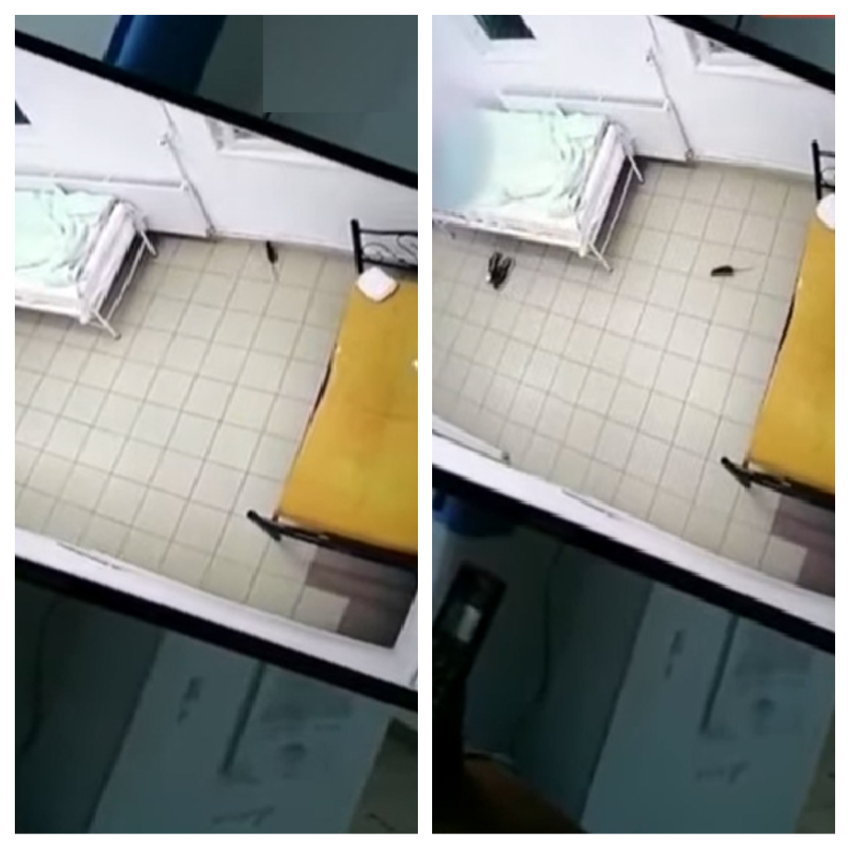Imagini șocante într-un spital din România. Un șobolan, surprins printre paturile pacienților