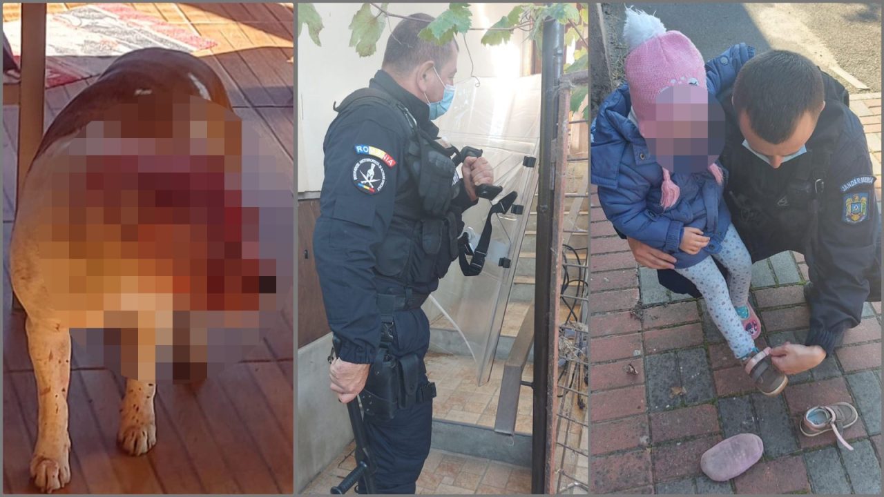 O fetiță și bunicii săi din Arad, atacați de cei doi câini amstaff ai familiei. Imagini de la intervenția jandarmilor (VIDEO)