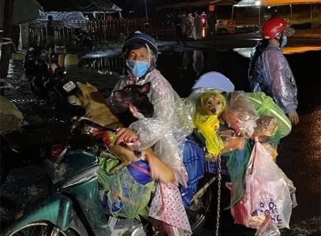 Revoltă în Vietnam după ce mai mulți câini au fost uciși din cauză că stăpânii lor aveau COVID