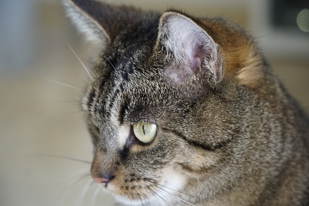 Pisică „acuzată” de trafic de droguri, într-un penitenciar din Rusia. Ce au găsit polițiștii în zgarda felinei (FOTO)