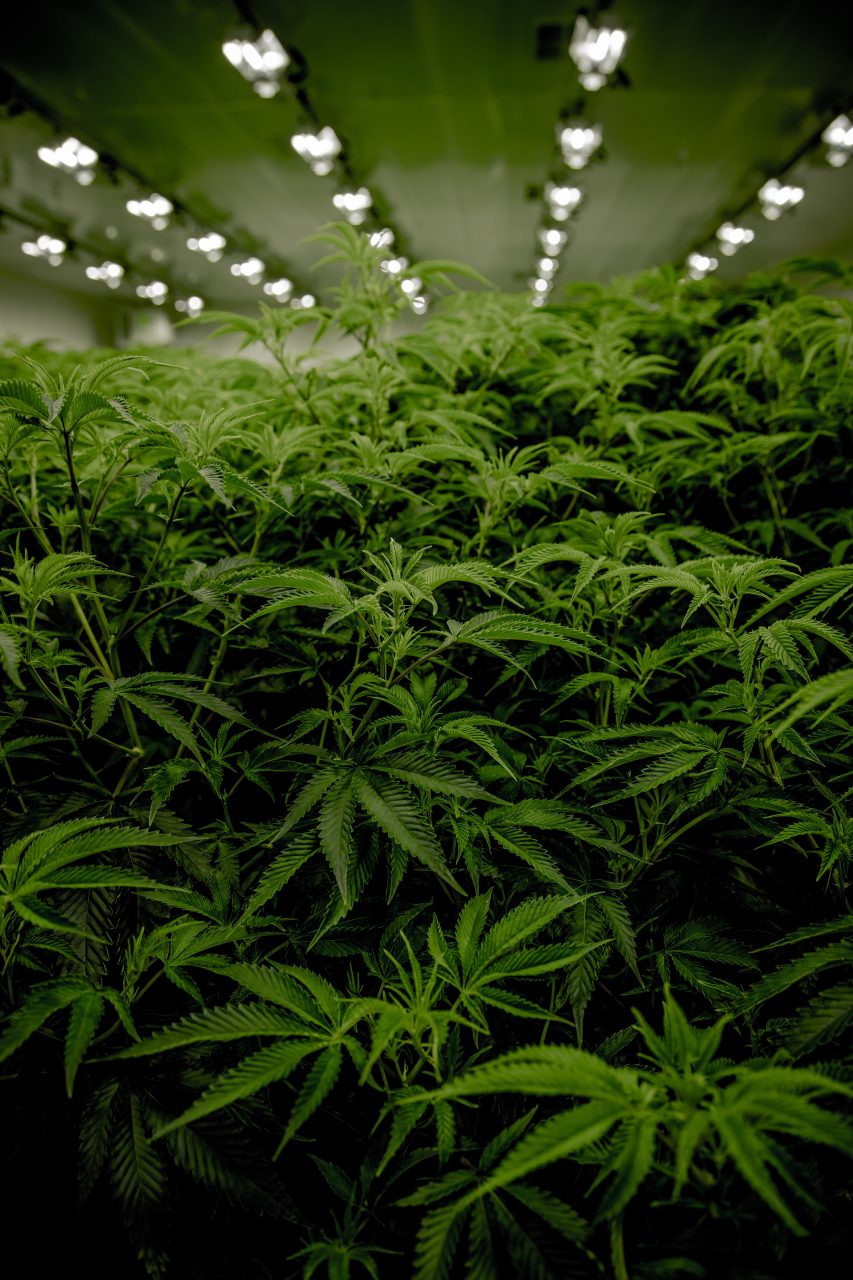 Cea mai mare plantație de marijuana din Europa, descoperită în Spania. Aproximativ 135.000 de plante au fost modificate genetic