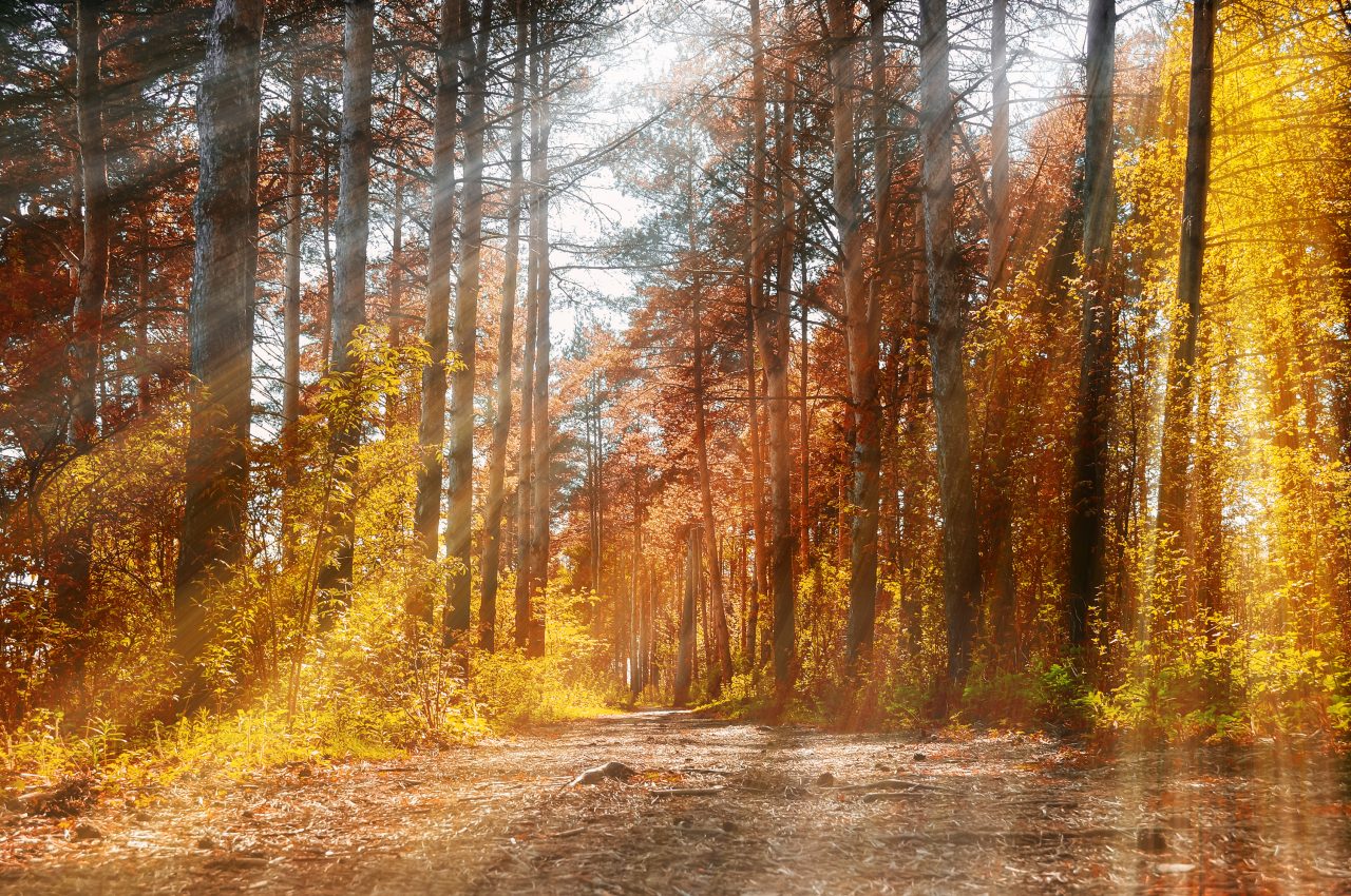 Prognoza meteo 19 octombrie. Vreme frumoasă în sudul țării