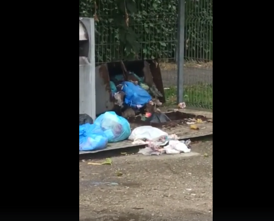 Locuitorii unui oraș din Ploiești, terorizați de șobolanii care au invadat tomberoanele de gunoi neridicate. Oamenii se tem și în casă