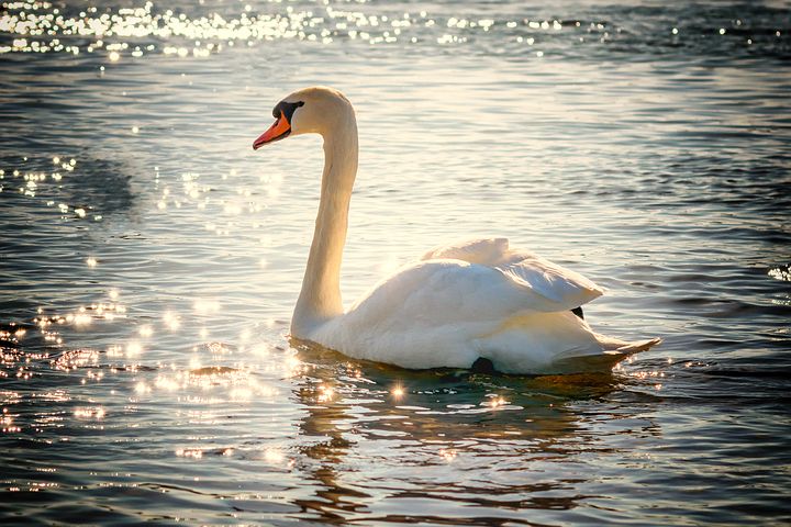 Gripă aviară înalt patogenă a fost depistată din nou în România 