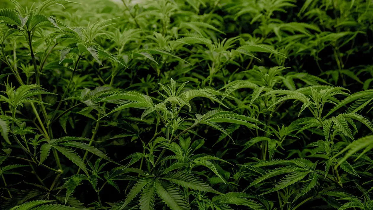 Uber îşi extinde afacerile prin livrarea de canabis, în Canada