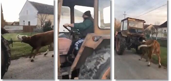 VIDEO| Imagini revoltătoare pe străzile din Timiș. O vacă a fost legată şi târâtă de un tractor