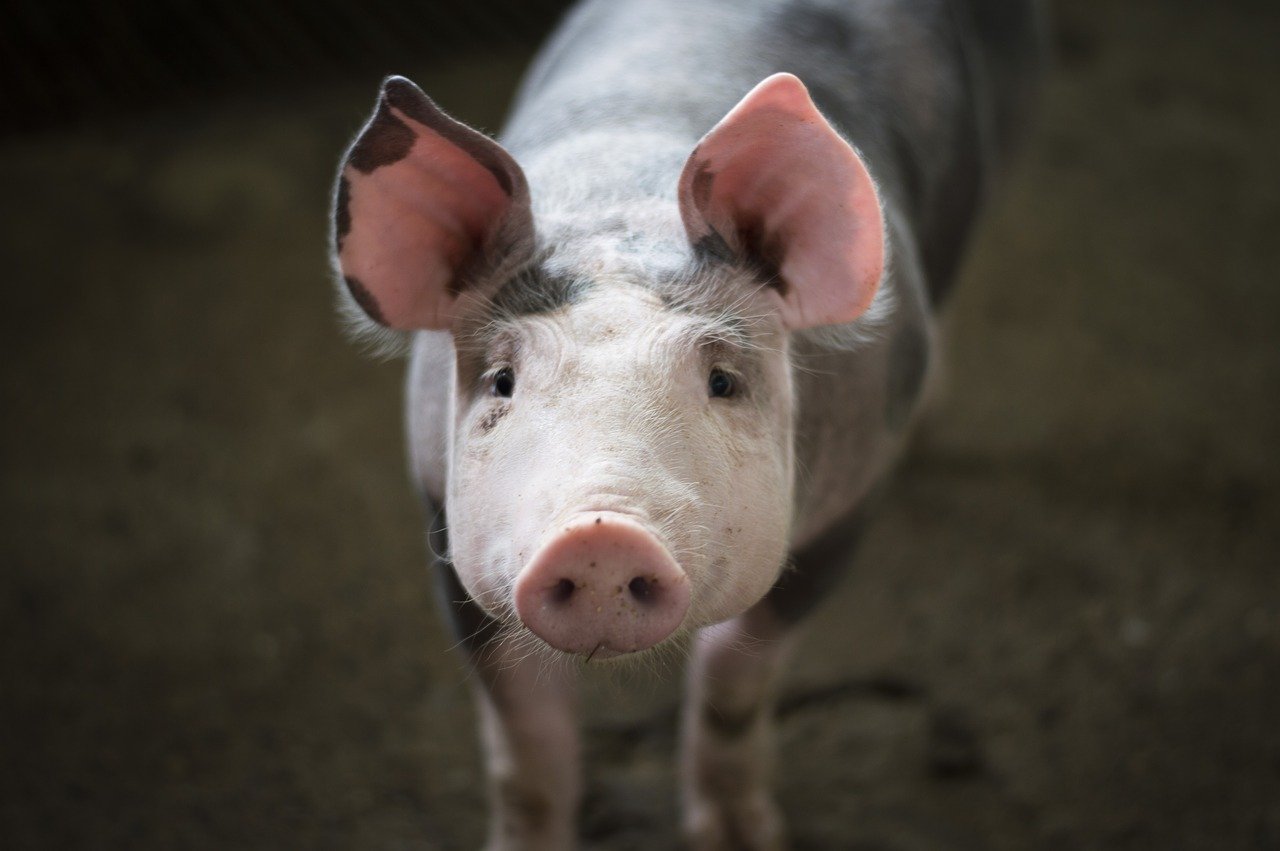 Un polițist din Giurgiu a întocmit un raport pentru a cere „repartizarea unui porc de 160 de kg”. Totul a fost o glumă a colegilor
