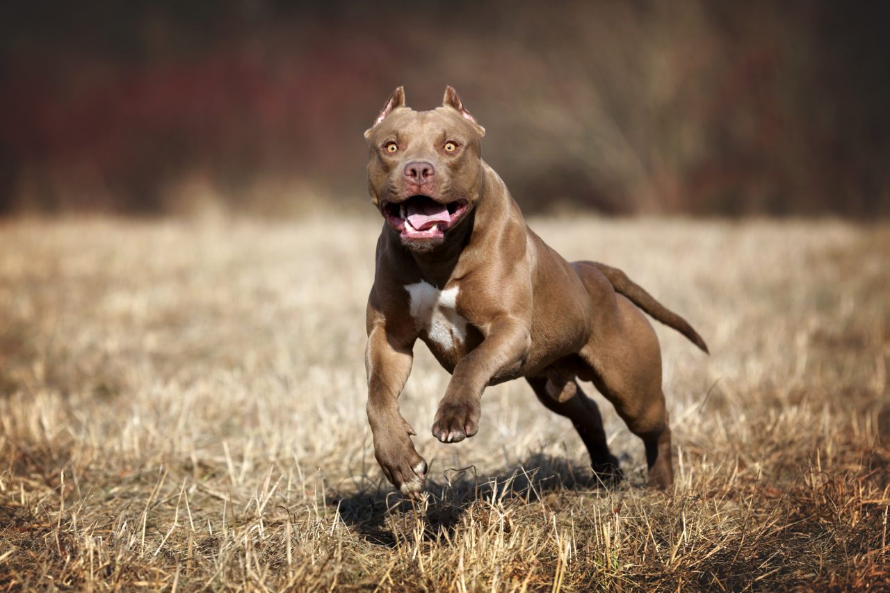 Tragic. Un copil de zece ani a murit după ce a fost atacat de un pitbull