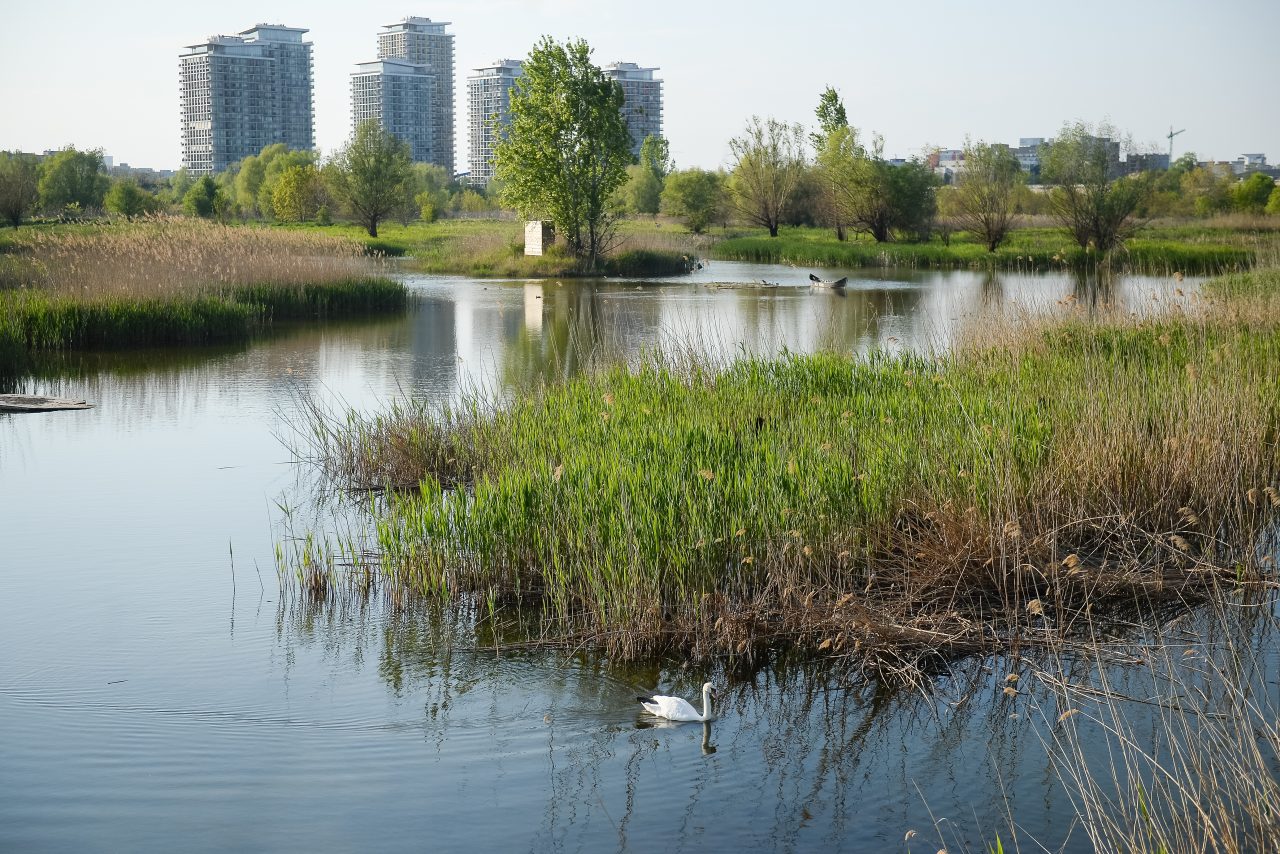 Primăria Capitalei va aloca un buget de 1,1 milioane de lei pentru „Delta Văcărești”. Pe ce se vor cheltui banii