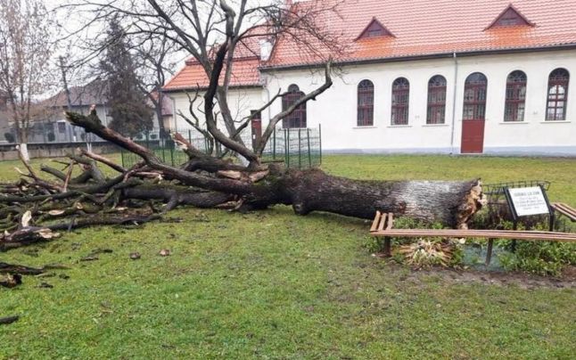 Stejarul lui Arsenie Boca a căzut din senin. Fusese plantat de el, la absolvirea liceului din Brad ca şef de promoţie. „Îl botezaserăm Gorunul lui Zian“