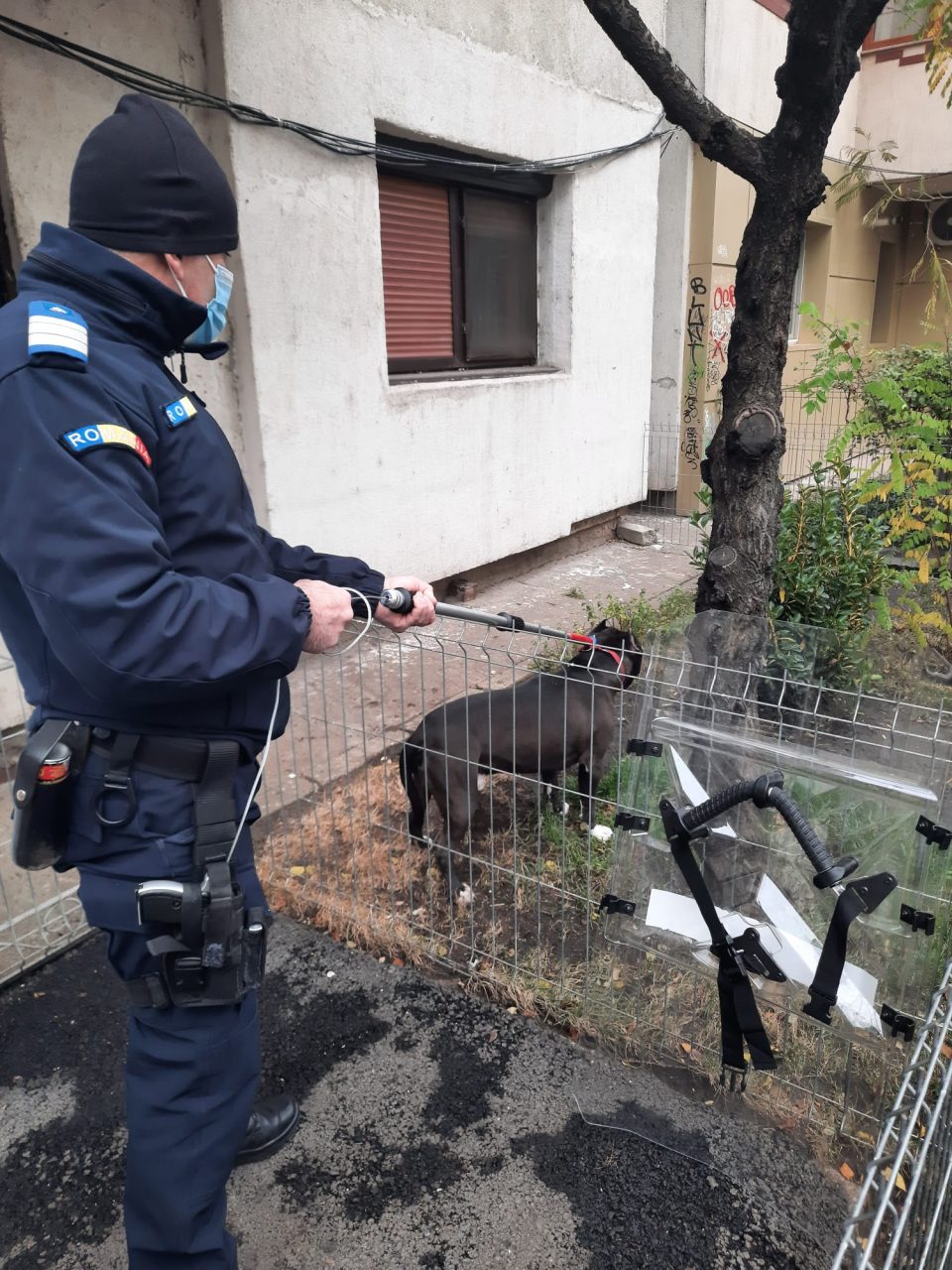 Un câine rasa pitbull și-a atacat stăpâna, în Galați. În ce stare e femeia și ce s-a întâmplat cu animalul