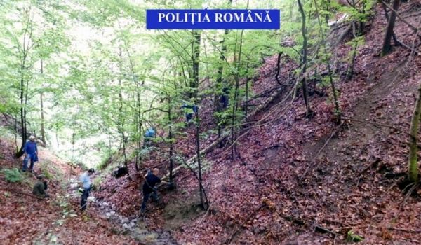 Peste 100 de pisici moarte, descoperite într-un parc din Buzău
