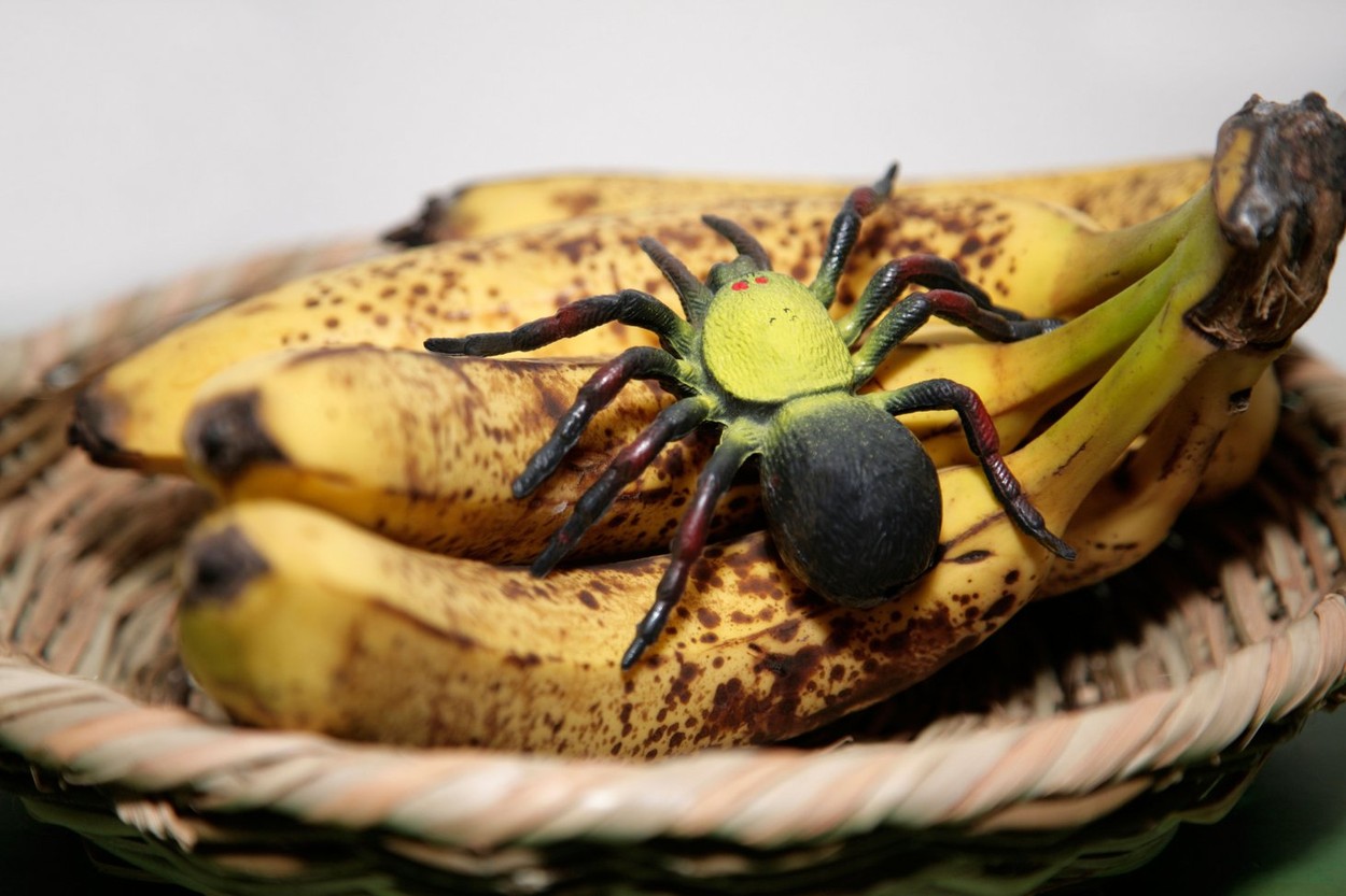 Un păianjen dintr-o cutie de banane a mușcat un angajat al unui supermarket. Tarantula a dispărut apoi fără urmă