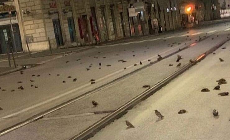 VIDEO | Masacrul de la Roma de anul trecut se poate repeta la Cluj-Napoca. Semnalul de alarmă tras de Societatea Ornitologică