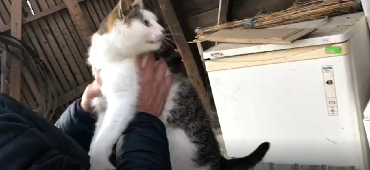 VIDEO. Polițiștii de la Protecția Animalelor au salvat de Ajun o pisică sechestrată în cuva unei mașini de spălat. A fost întocmit dosar penal