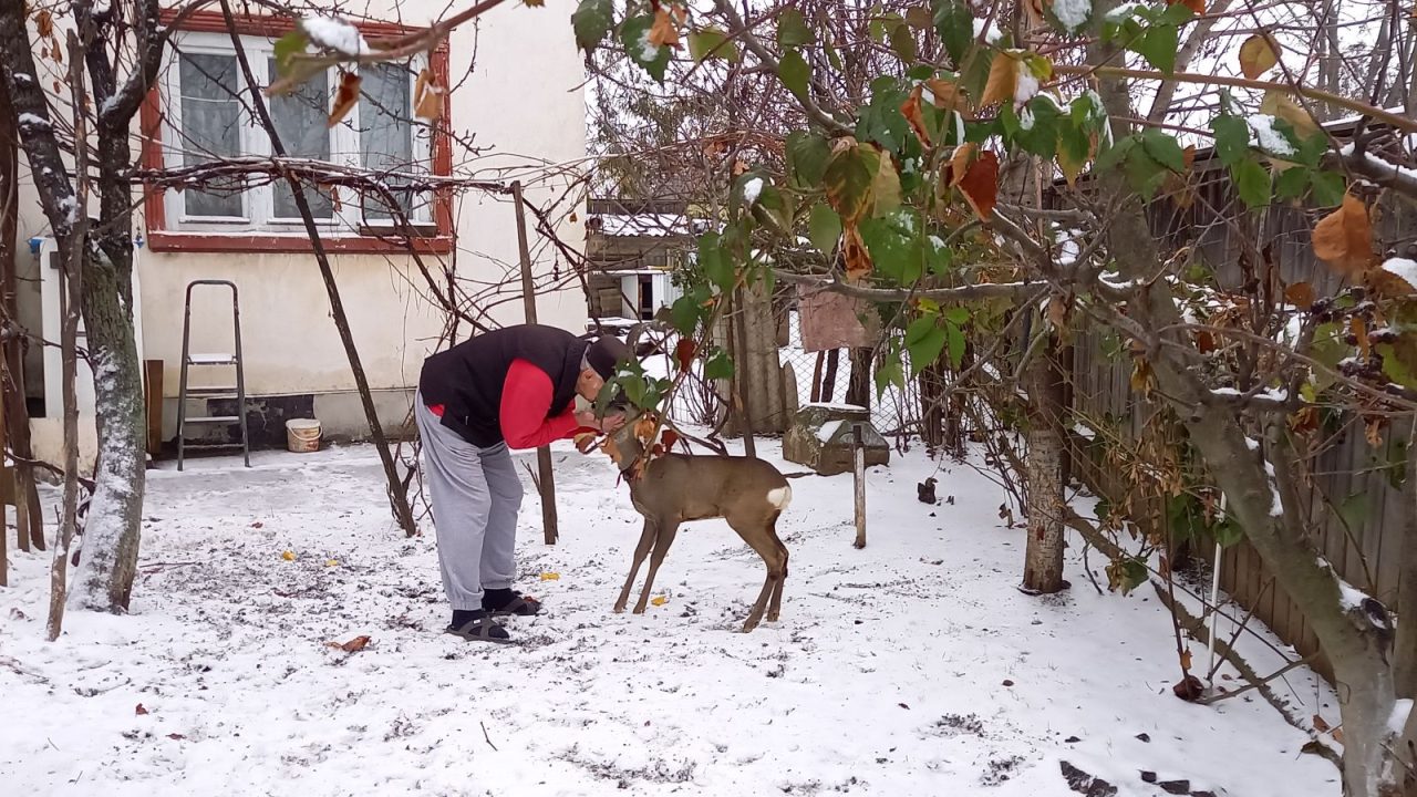 Varianta „Bambi“. Tulpini de coronavirus detectate la căprioarele din SUA ar putea fi transmisibile la om, potrivit unui studiu publicat de revista „Nature”