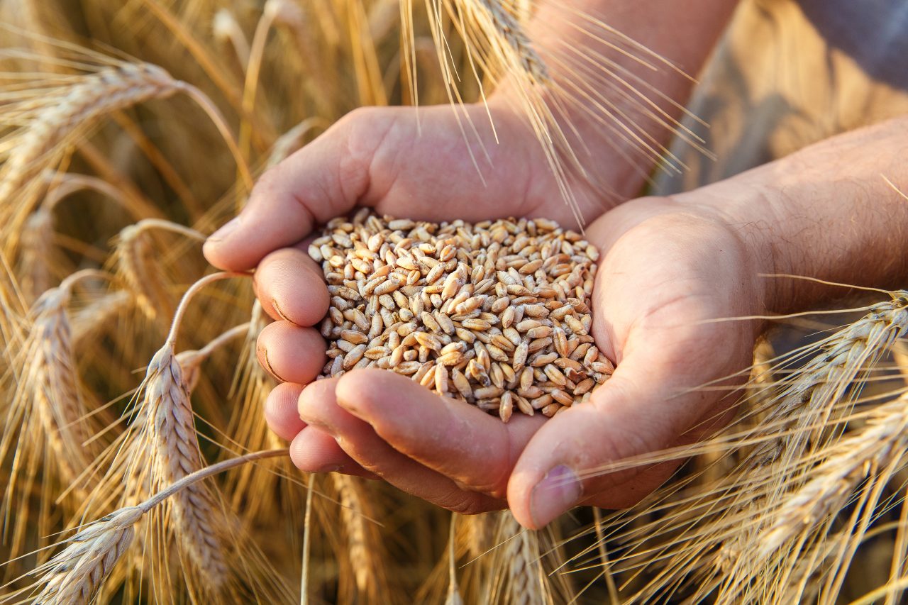 Egiptul a cumpărat 240.000 de tone de grâu din România. Cerealele vor fi livrate în ianuarie