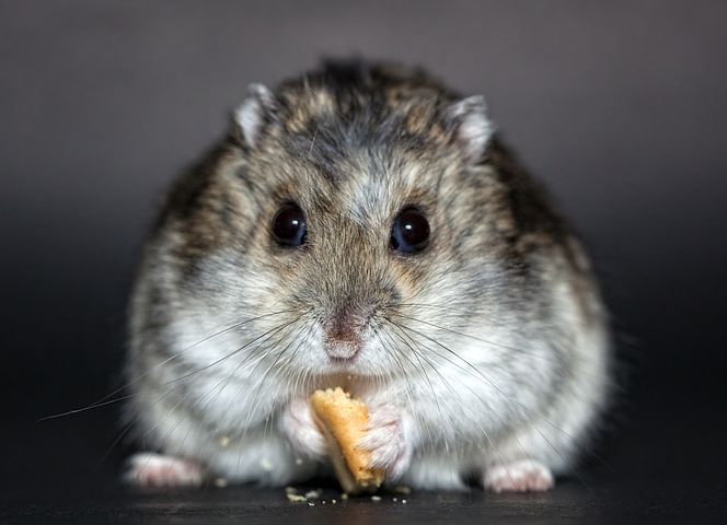 O ieșeancă a sunat la DSP ca să ceară certificat verde pentru hamsterul său. Ce răspuns a primit