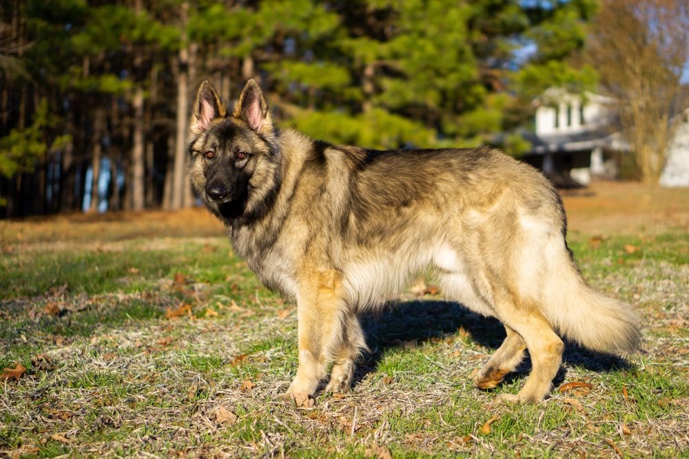 „Lassie” din viața reală. Un câine a alertat Poliția de accidentul în care a fost implicat stăpânul său