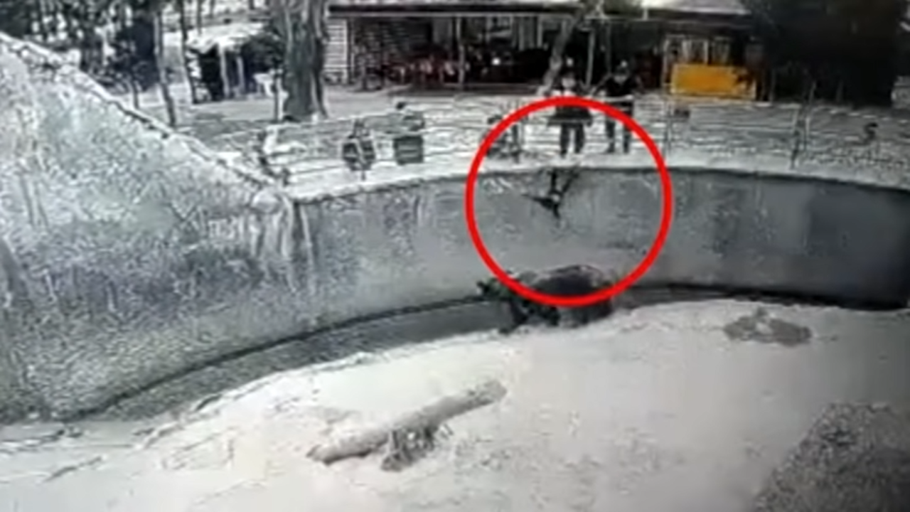 Caz halucinant la o grădină zoologică. O mamă și-a aruncat copilul în țarcul unui urs (VIDEO)