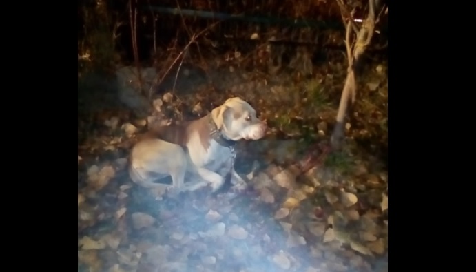 O bucureșteancă a fost amendată cu 3.000 de lei pentru că și-a abandonat câinele în parc