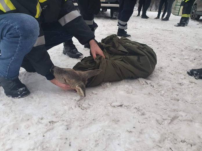 VIDEO | Pui de căprioară, salvat din apele înghețate ale râului Bistrița de o fată