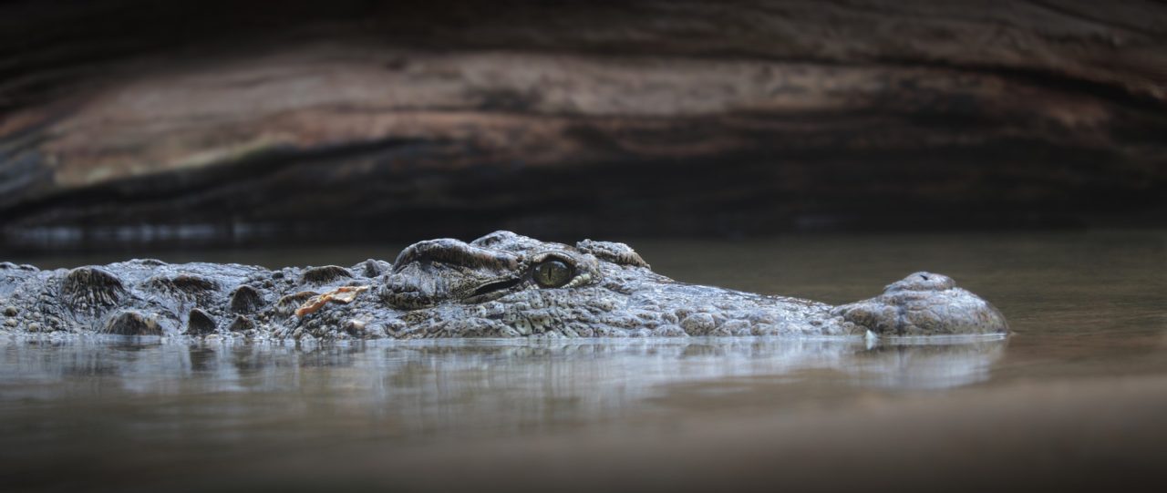 Tragedie în Indonezia. O fetiță a fost ucisă de un crocodil