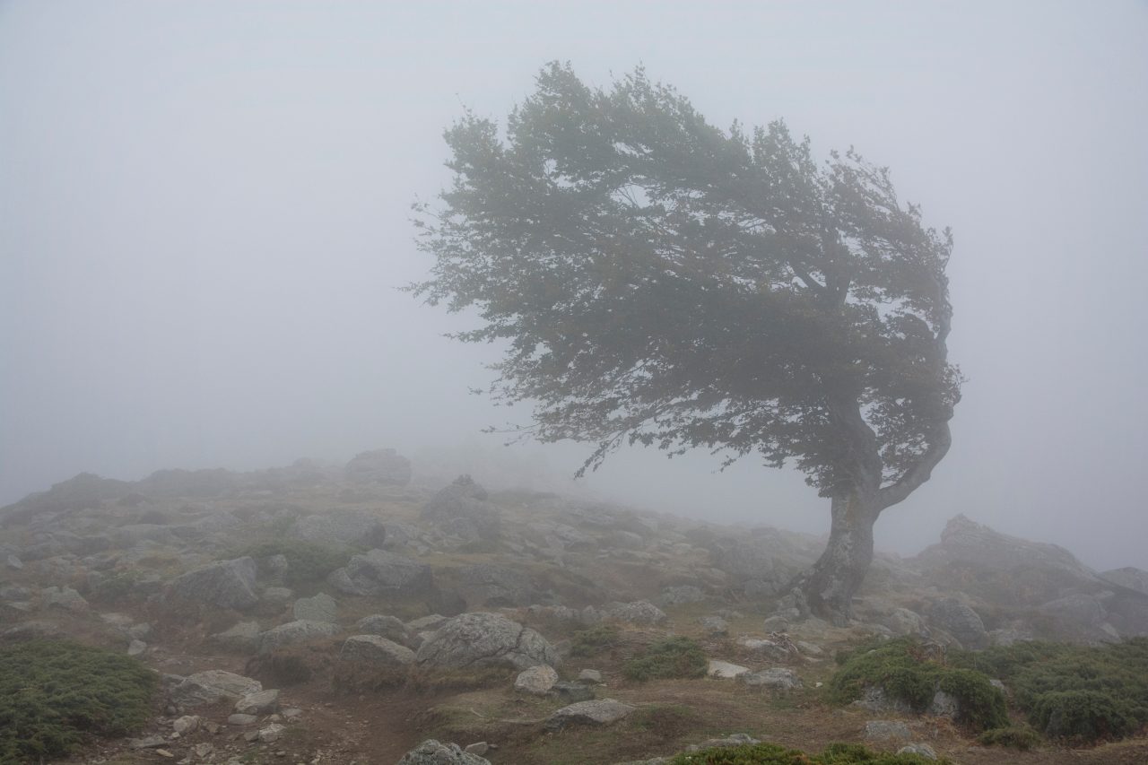 Meteo. Cod galben de polei în sudul României, avertizare de vânt puternic în sud-est