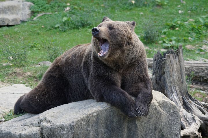 O nouă avertizare Ro-Alert la Sinaia: A fost semnalată prezența unei ursoaice cu pui, în zona Castelului Peleș