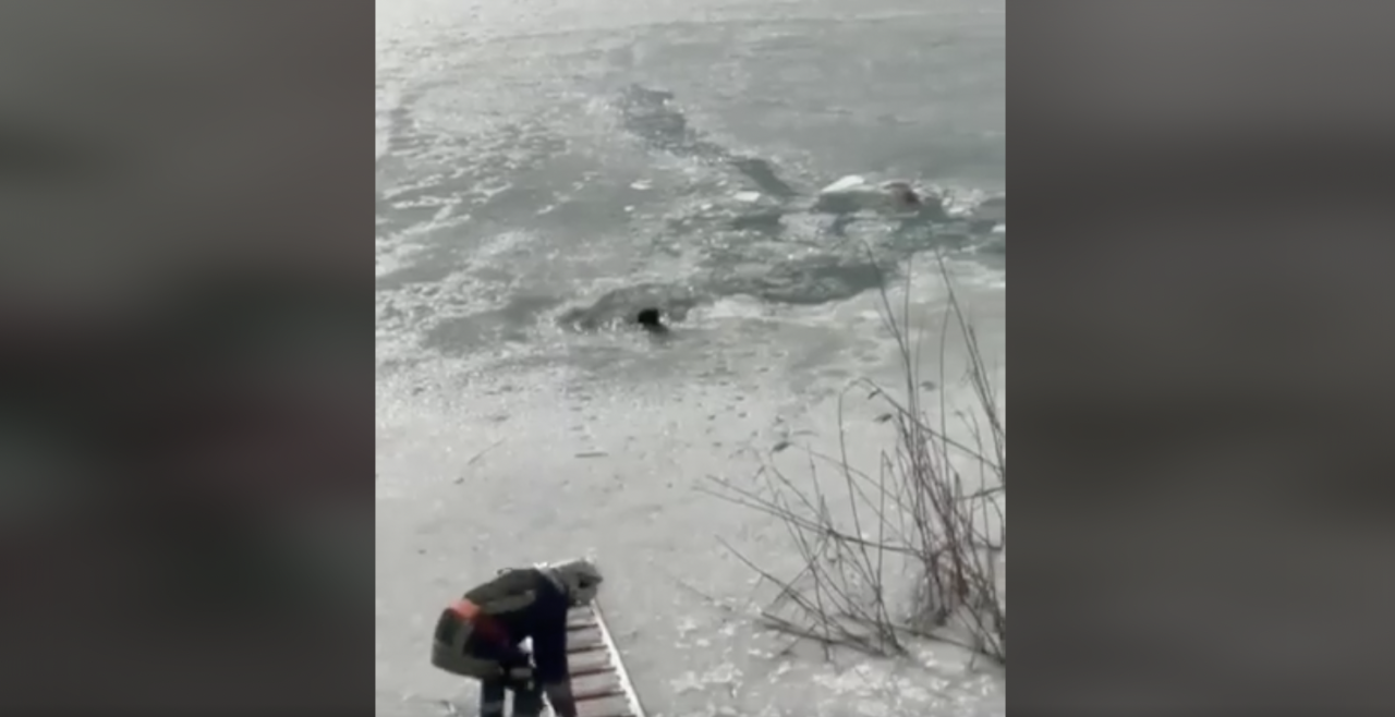 Pompierii suceveni au salvat de la înec un cățel care căzuse în apele înghețate ale Siretului (VIDEO)