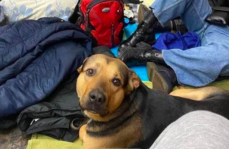 Imagini emoționante cu animalele de companie din Ucraina alături de stăpânii lor, care le-au luat cu ei în adăposturile de bombe