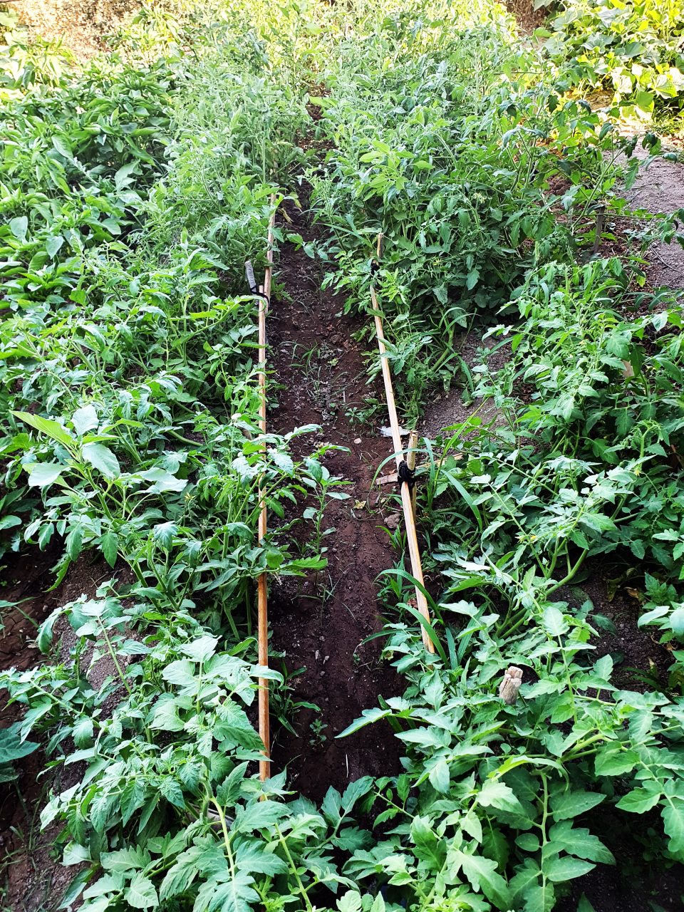 Roșiile românești, în piețe înainte de Paște. Cât va costa un kilogram de tomate. „Prietenii îmi spun: «Am fost în Tunisia cu banii ăştia»”