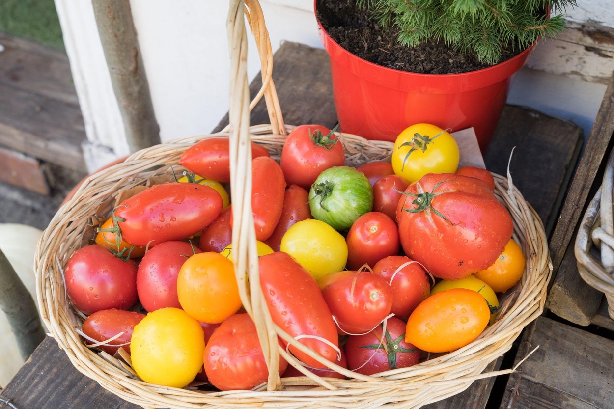 Cinci italieni au pus la cale „Afacerea tomata” în România. Cum au pus mâna pe subvenții de 800.000 de euro fără a cultiva nicio roșie și au mutat banii prin cinci firme ca să li se piardă urma