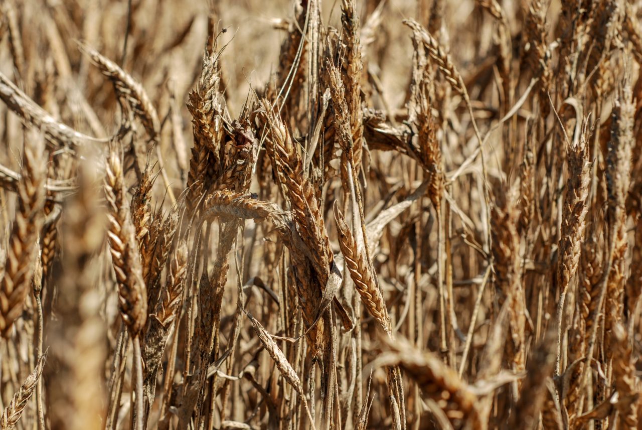 Seceta va aduce noi scumpiri ale produselor alimentare. Fermierii atrag atenția că efectele vor fi simțite curând