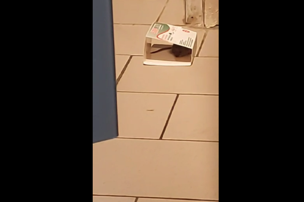 VIDEO | Șoarece filmat într-un supermarket din Buzău, lângă raionul de patiserie. Care au fost consecințele, pentru magazin