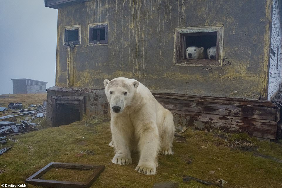 30 de urși polari au ocupat o fostă stație meteo, între Rusia și Alaska. Imaginile sunt spectaculose