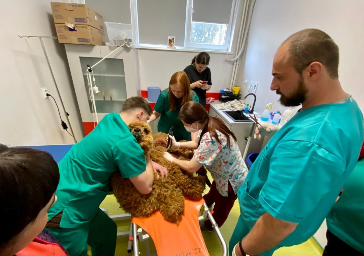 10.000 de animale de companie tratate în primul an de la înființarea singurului spital de urgențe veterinare din Moldova. Cine este cel mai neobișnuit „pacient”
