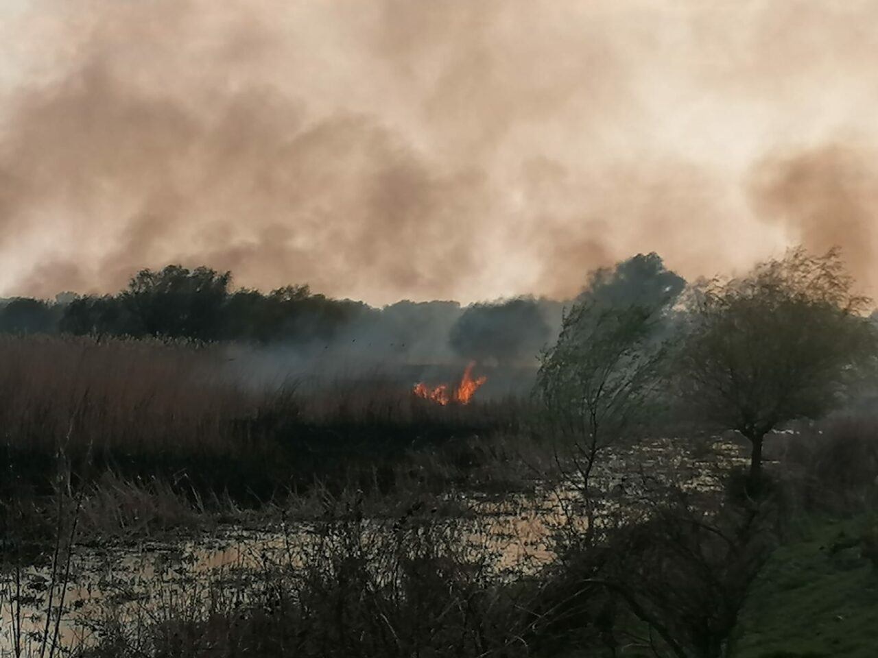 Incendiu puternic în Delta Dunării. O suprafață mare de stufăriș a luat foc | FOTO, VIDEO
