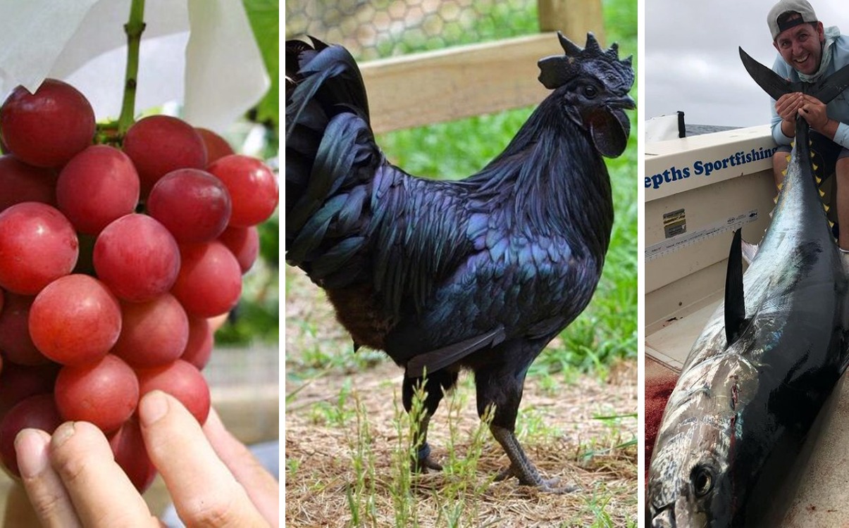 TOP 19 – Cele mai scumpe alimente din lume. Primul costă 350.000 dolari kilogramul