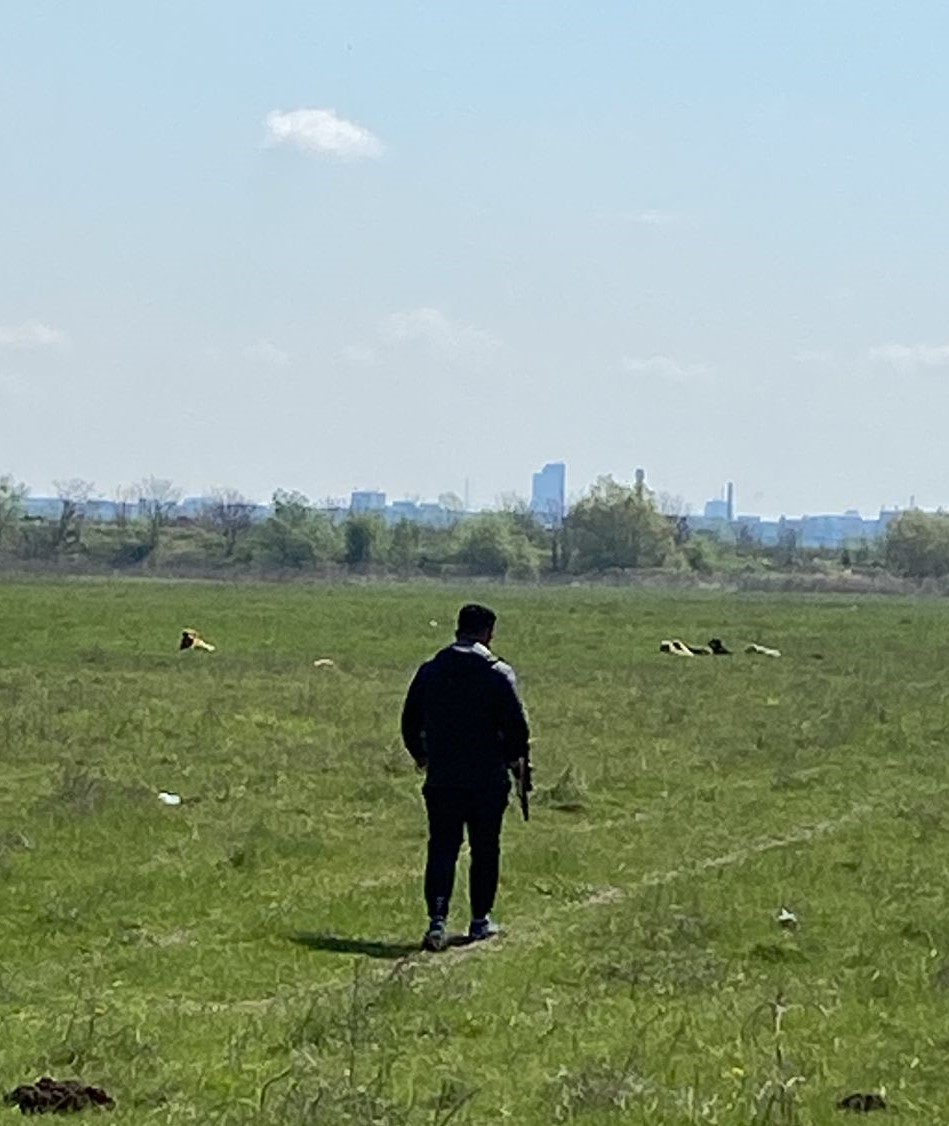 Cum a intervenit ASPA București după ce o femeie a fost mușcată de mai mulți câini. „ Sterilizarea este singura soluție de a preveni înmulțirea necontrolată a animalelor”