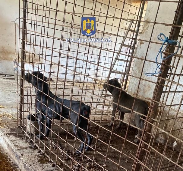 FOTO | Câini mutilați într-o crescătorie din Sălaj. Procurorii fac mai multe percheziții