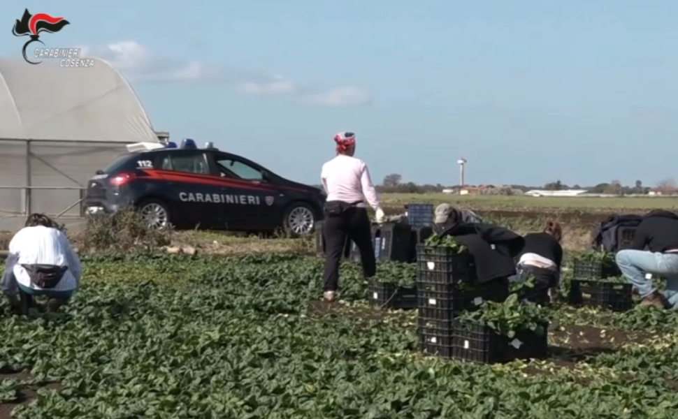 VIDEO | Sclavi pe plantațiile din Italia: Mai mulți muncitori români, exploatați la muncă 12 ore pe zi, pentru 15 euro. Trăiau cu frica de „caporalii” care îi amenințau cu bătaia