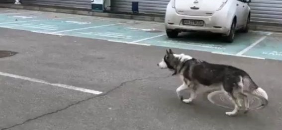 Scene emoționante pe străzile din Bucea: Un câine care s-a pierdut în timpul bombardamentelor își reîntâlnește stăpânul – VIDEO