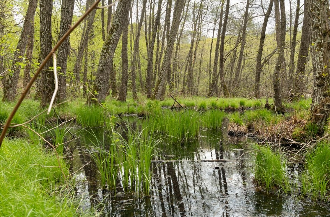 Turbăriile din România – de la ecosisteme degradate la intervenții de restaurare