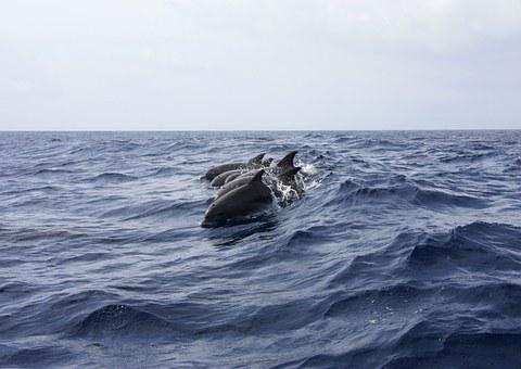 Aproape o sută de delfini din Marea Neagră au murit. Oamenii de știință  spun că războiul din Ucraina ar putea fi cauza