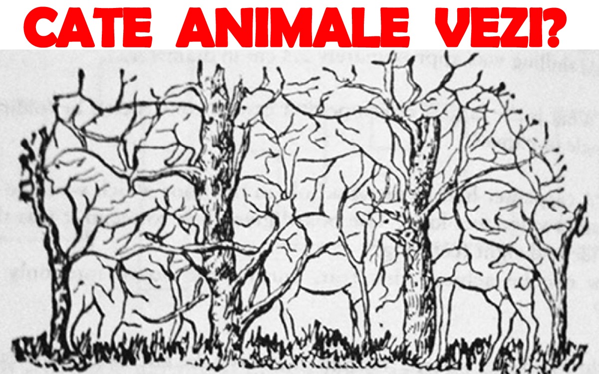Testul IQ de personalitate devenit viral în România | Câte animale vezi în poza asta?!