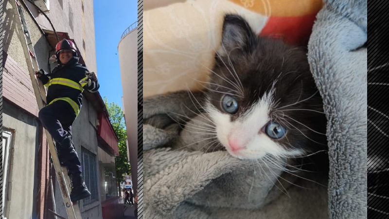FOTO | Operațiunea „Salvați pisicuța!”. Cine a adoptat micuța felină cu ochi albaștri după ce a fost salvată de pompieri