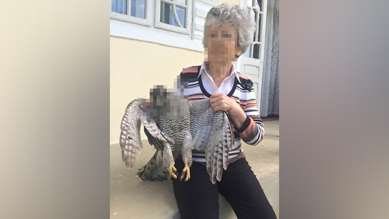 Doi soți din Iași au prins și ucis fără milă un uliu. Ce riscă cei doi