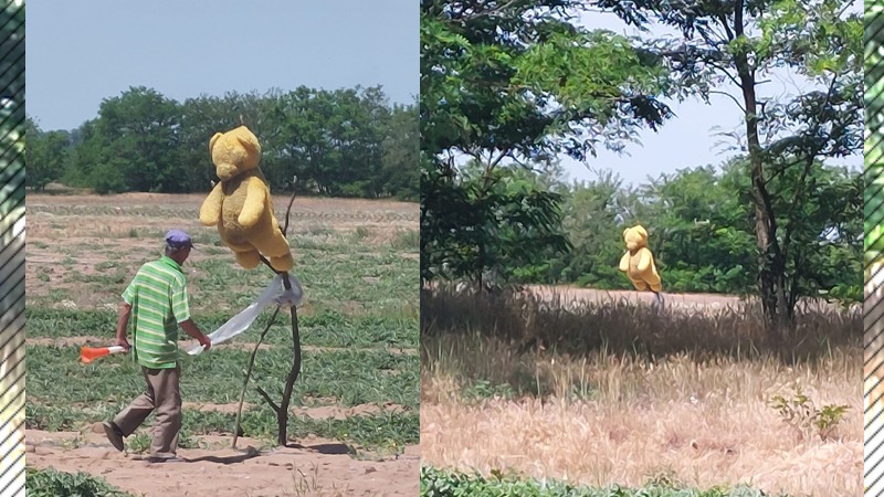 Imagini fabuloase la Dăbuleni. Celebrii pepeni sunt păziți acum cu…ursuleți de pluș. Lubenițele sunt atacate de ciori și de iepuri